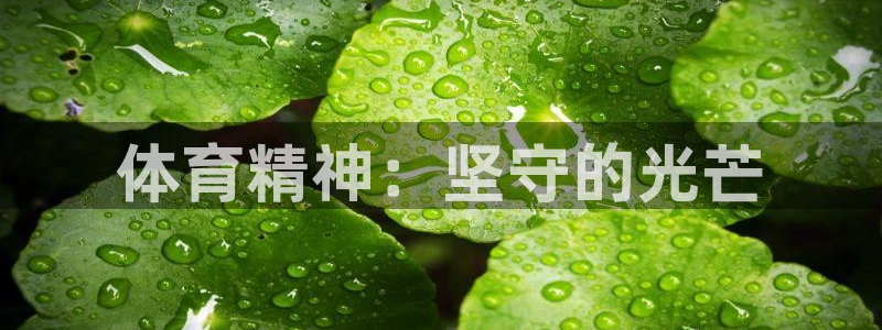 体育精神：坚守的光芒